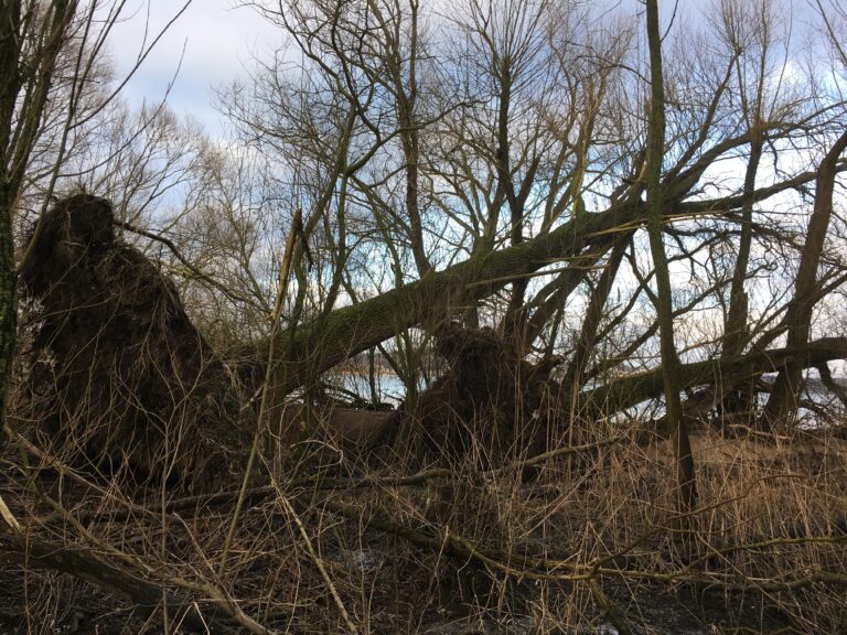 Hochwasserschutz: Wann werden im Tideauwald des Cranzer- und Neuenfelder Hauptdeichs umgestürzte und entwurzelte Bäume entfernt?